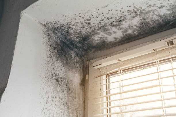 Affordable Black Mold Remediation solutions in Ambler, PA
