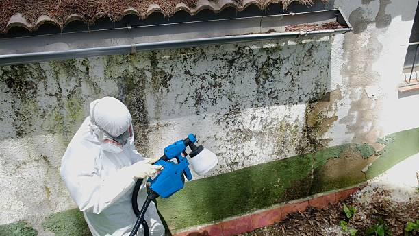 Top rated local Black Mold Remediation specialists in Ambler, PA